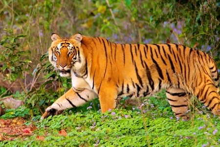 Corbett Tour Package