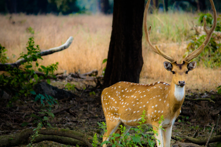 Kanha National Park Tour Package