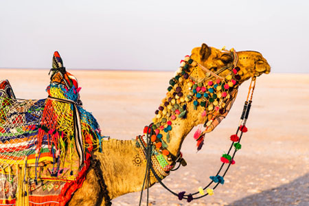 Kutch Rann Utsav Tour Package