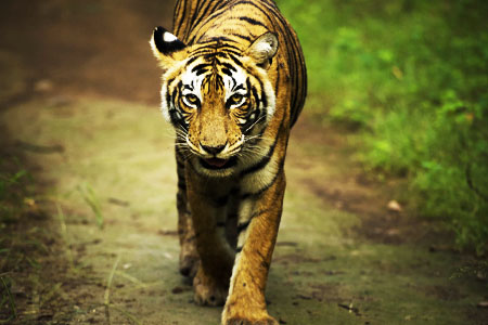 Ranthambore Tour Package