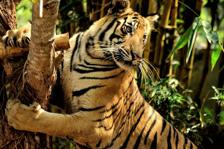 Short Escape To Bandhavgarh