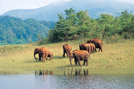 Short Escape to Periyar