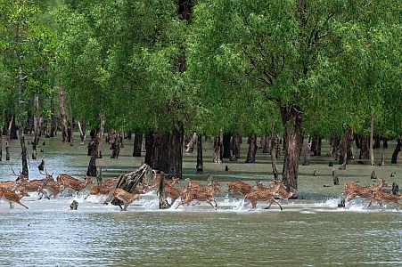 Sundarbans National Park Tour